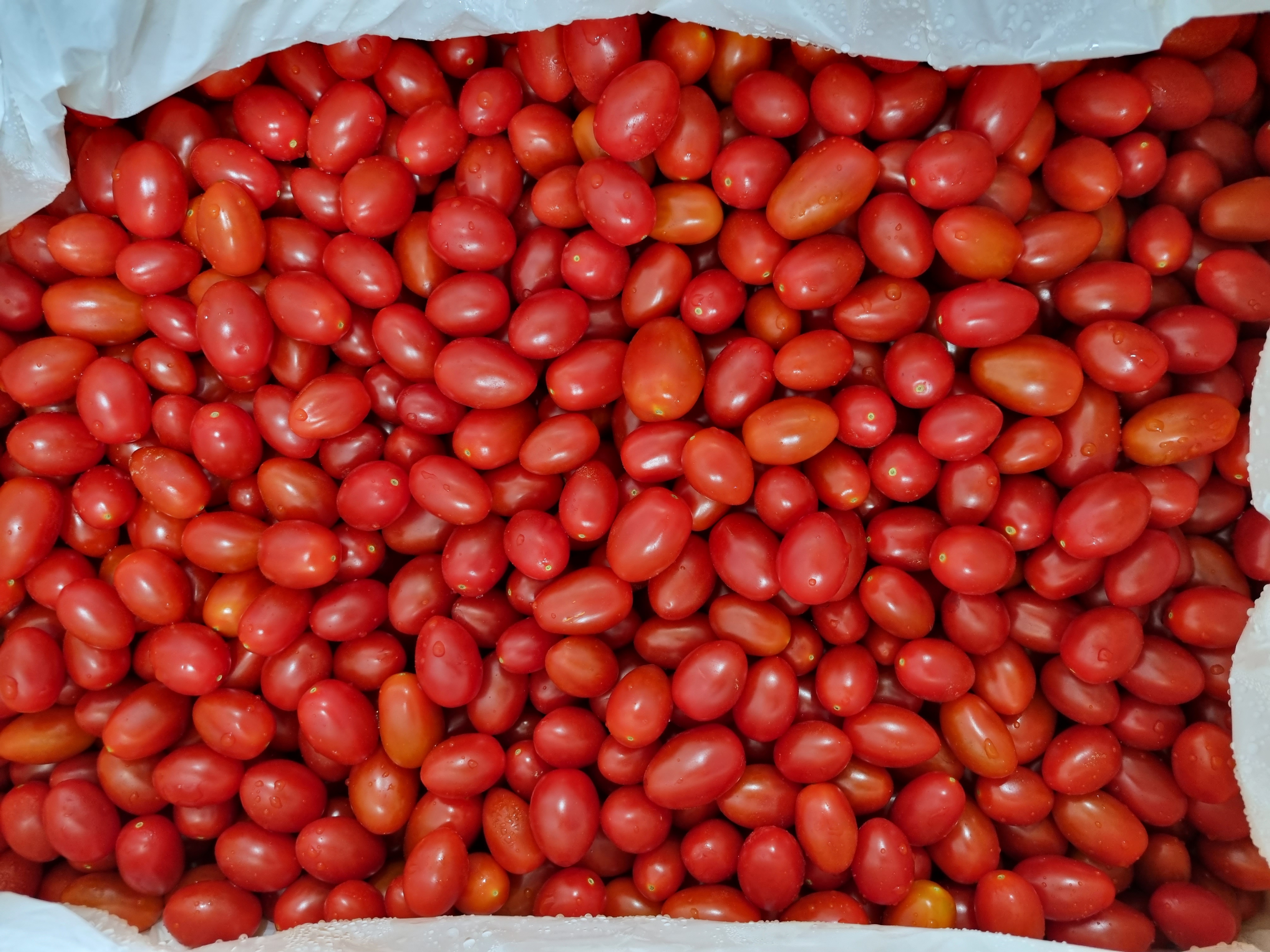 한국지역난방공사에서 건표고버섯 10kg, 방울토마토 220kg를 후원해주셨습니다!